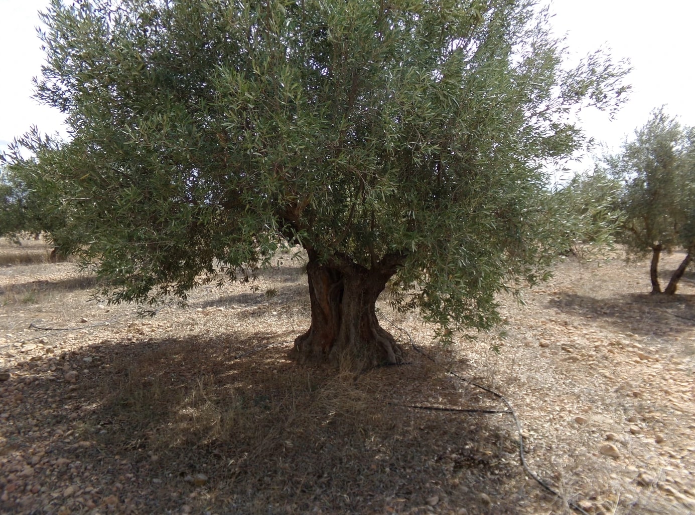 Screenshot-2023-03-07-at-17.34.44